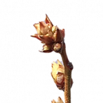 Bud break