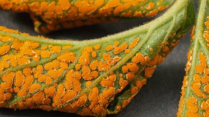 Aecia on leaf