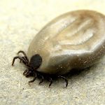 Deer Tick - Engorged Female