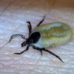 Deer Tick - Engorged Female