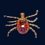 Adult Female (Unengorged); Amblyomma americanum